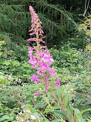photo of Rosebay Willowherb