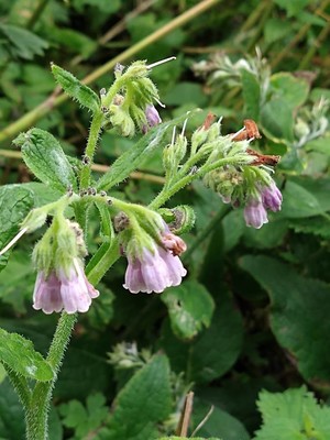 photo of Common Comfrey