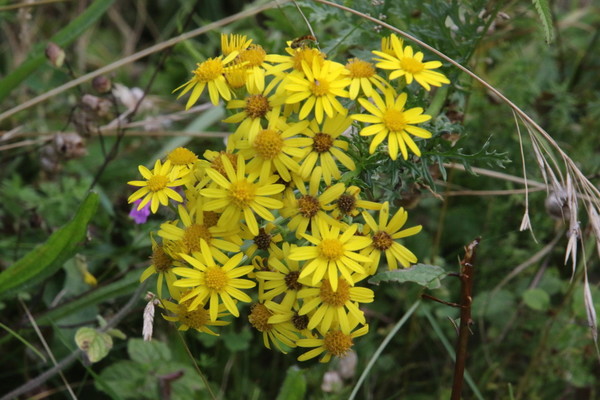 photo of Hoary Ragwort