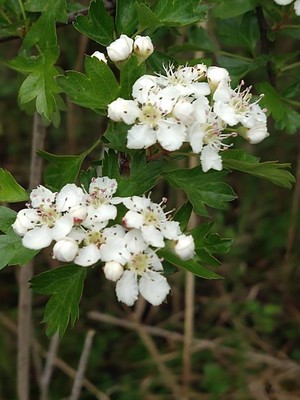 photo of Hawthorn