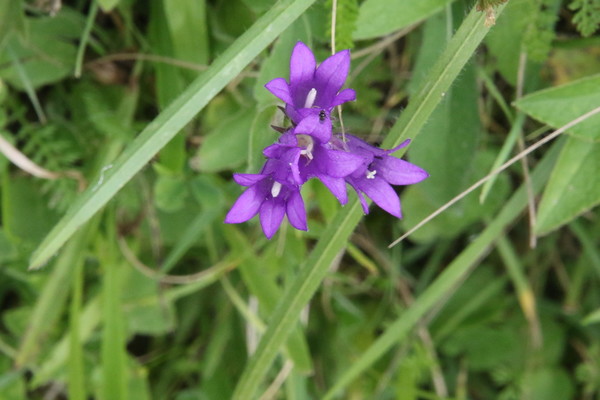 photo of Clustered Bellfower