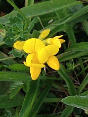 photo of Bird's Foot Trefoil