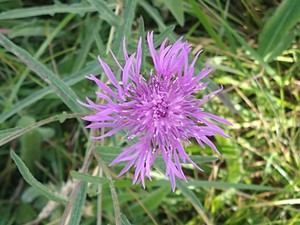 photo of Brown Knapweed