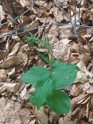 photo of Narrow Lipped Helleborine