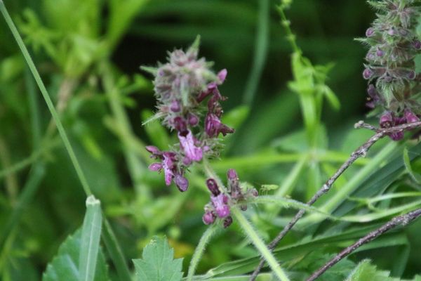 photo of Hedge Woundwort