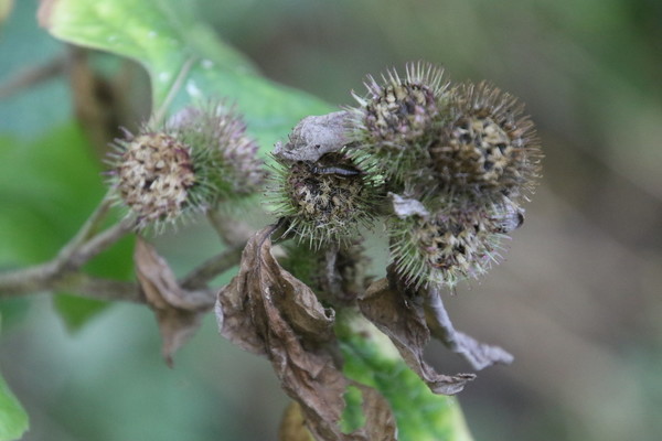 photo of Lesser Burdock