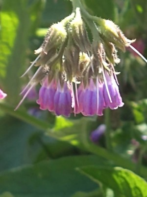 photo of Common Comfrey
