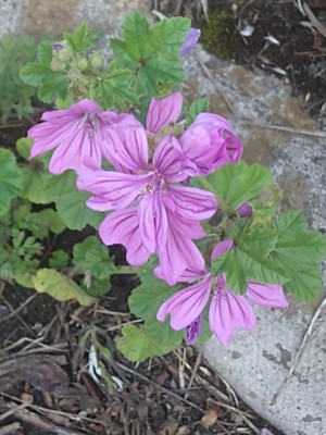 photo of Common Mallow