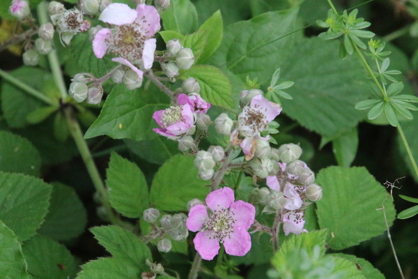 photo of Elm Leaved Bramble