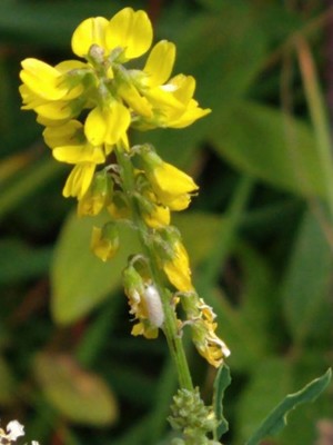 photo of Ribbed Melilot