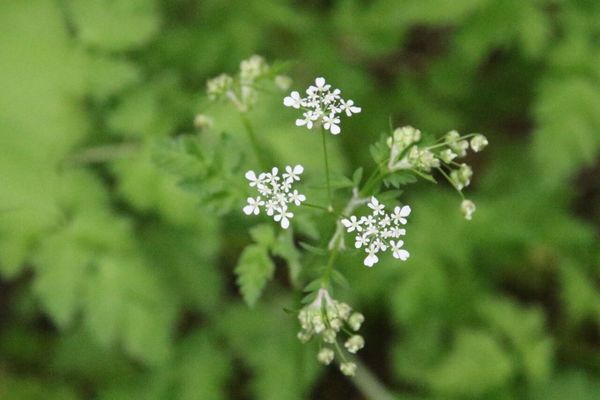 photo of Cow Parsley