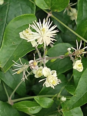 photo of Traveller's Joy