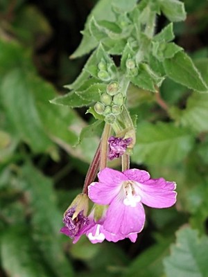 photo of Great Willowherb