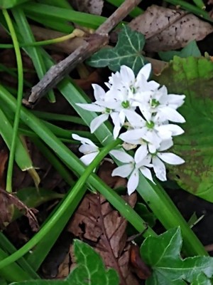 photo of Hairy Garlic