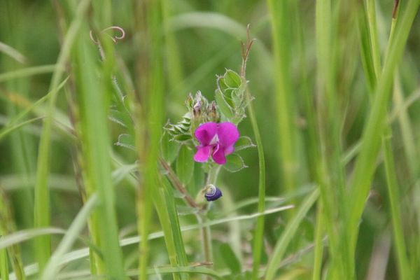 photo of Common Vetch