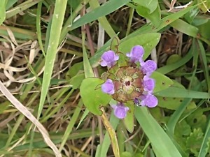photo of Selfheal
