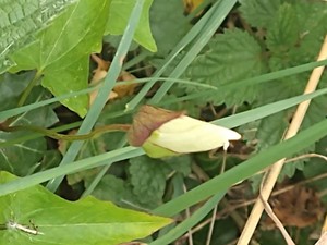 photo of Hedge Bindweed