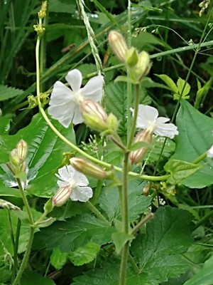 photo of White Campion