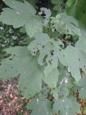 photo of Sycamore