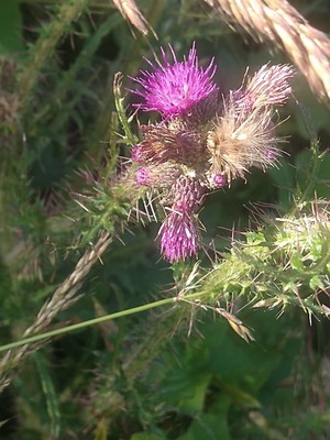 photo of Marsh Thistle