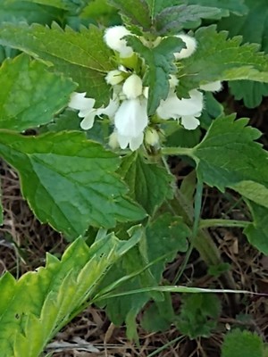 photo of White Dead Nettle