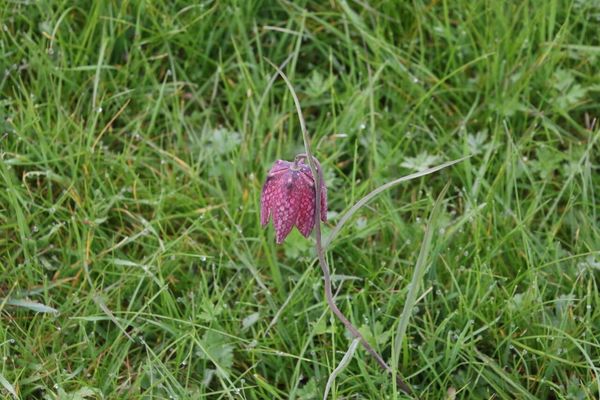 photo of Snake's Head Fritillary
