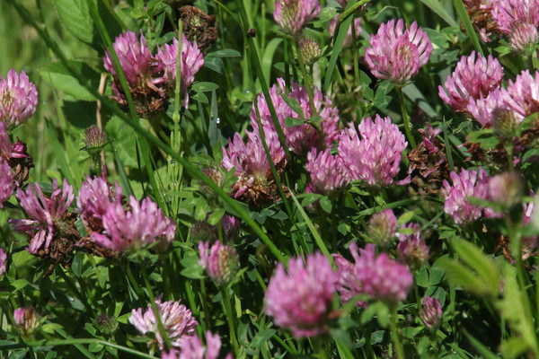 photo of Red Clover