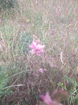 photo of Sainfoin