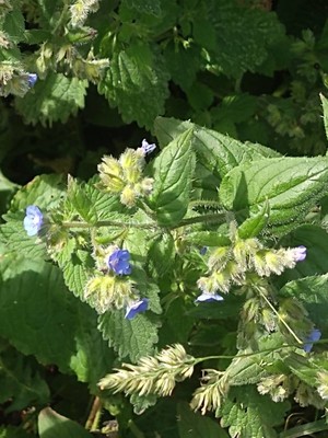 photo of Green Alkanet