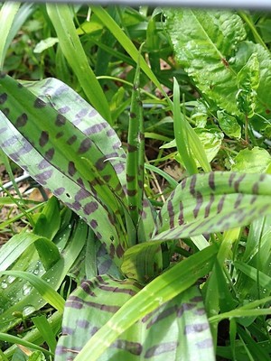 photo of Common Spotted Orchid