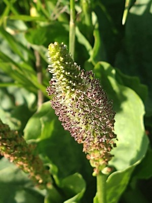 photo of Greater Plantain