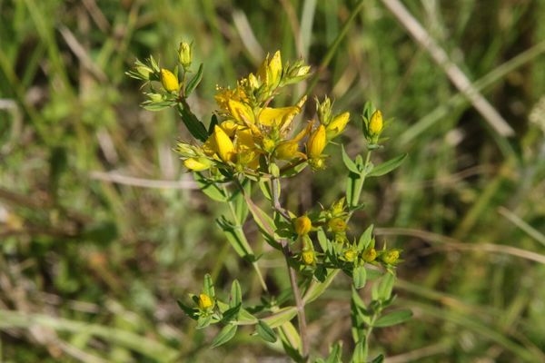 photo of Des Etangs' St John's Wort