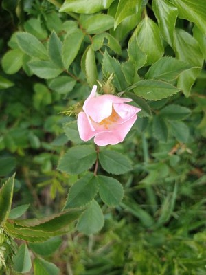 photo of Common Dog Rose