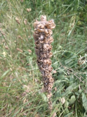 photo of Great Mullein