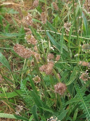 photo of Ribwort Plantain
