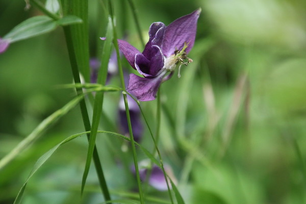 photo of Dark Columbine