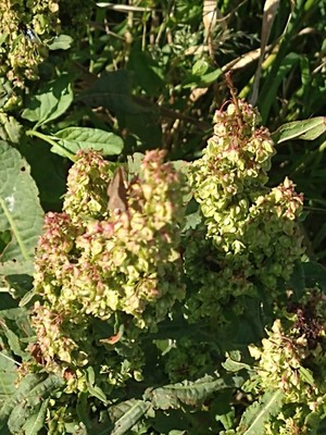 photo of Curled Dock
