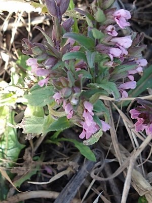 photo of Red Bartsia