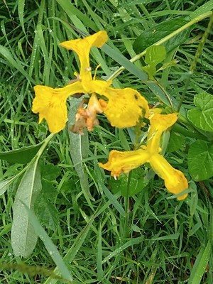 photo of Yellow Iris