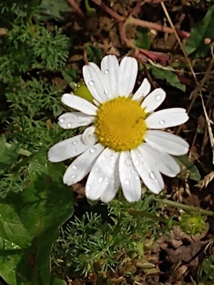 photo of Oxeye Daisy