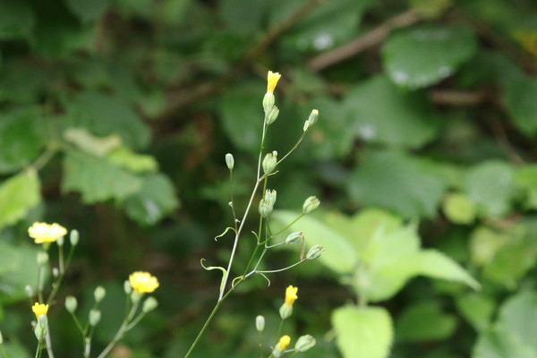 photo of Nipplewort