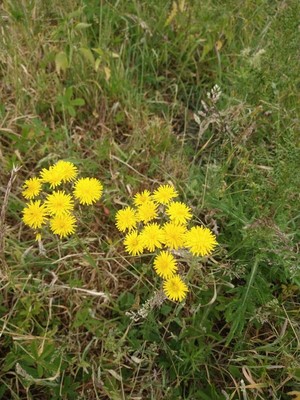 photo of Beaked Hawk's Beard