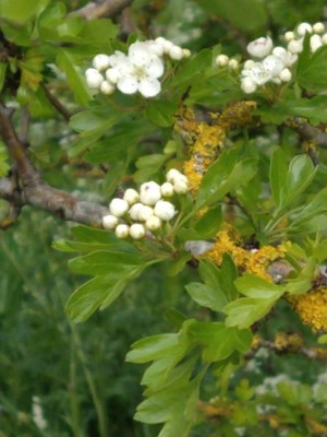 photo of Hawthorn