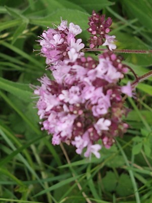 photo of Wild Marjoram