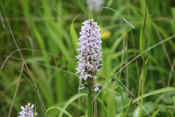 photo of Common Spotted Orchid
