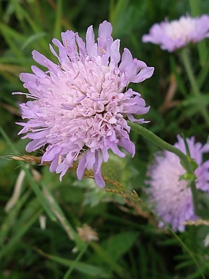 photo of Field Scabious