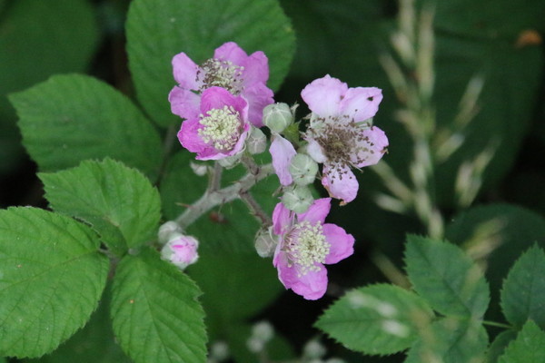 photo of Elm Leaved Bramble