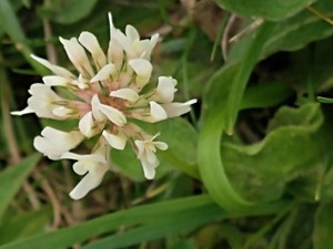 photo of White Clover