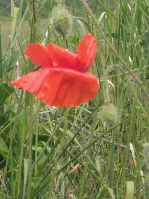 photo of Common Poppy