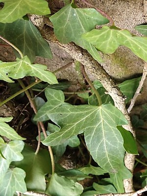photo of Ivy